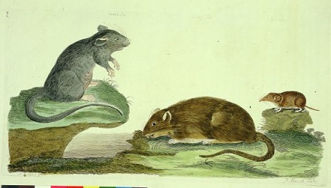 Plague of London