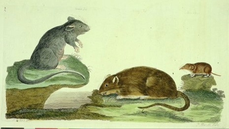 Plague of London